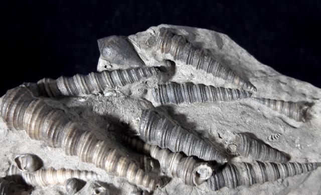 Turritella turris badensis SACCO 1895, Conus (Chelyconus) enzesfeldensis HOERNES & AUINGER 1879 - Bild © FossNet FossilienStore